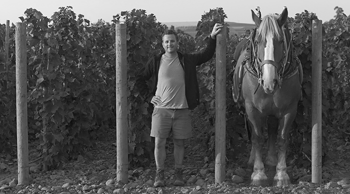 Vigneron Christophe Baron and Zeppo, a Belgian heavy draft horse