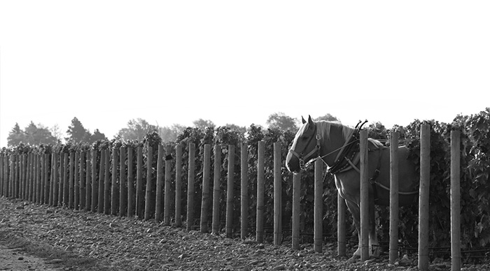 Zeppo heads out of the vineyards after plowing