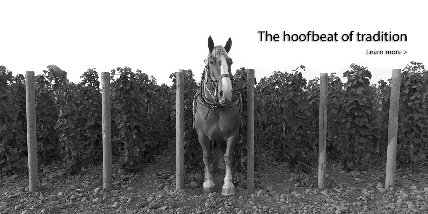Zeppo, one of the Belgian heavy draft horses that cultivates Horsepower’s biodynamic vineyards at Tribe Vineyard.