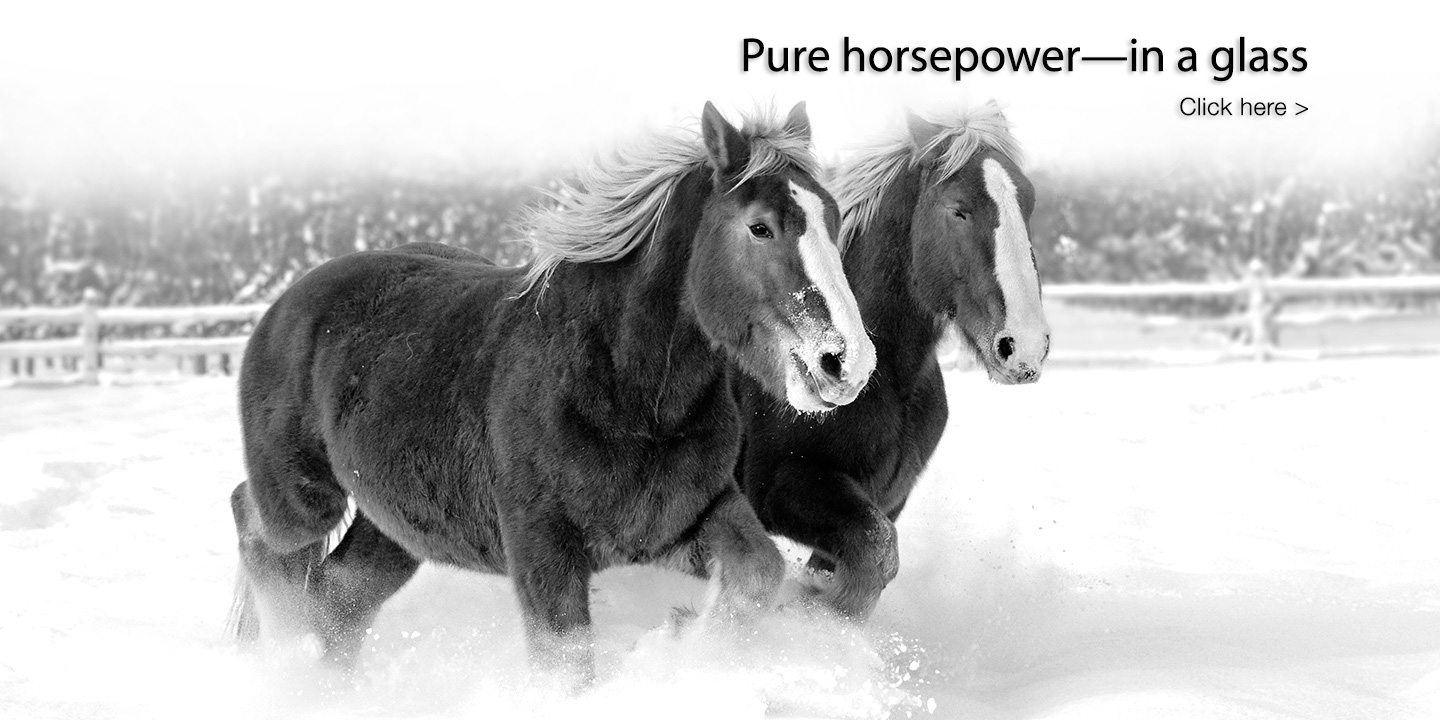 Red and Zeppo, Horsepower Vineyards’ Belgian heavy draft horses, running in the snow.