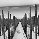 The Tribe Vineyard in the snow