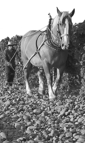 A draft horse at Horsepower Vineyards.