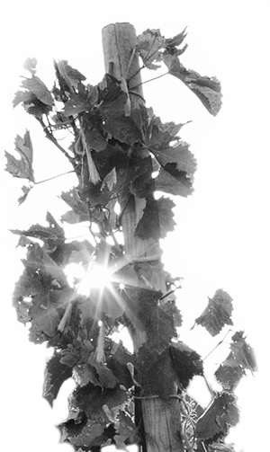 Grape vines at Horsepower’s The Tribe Vineyard.