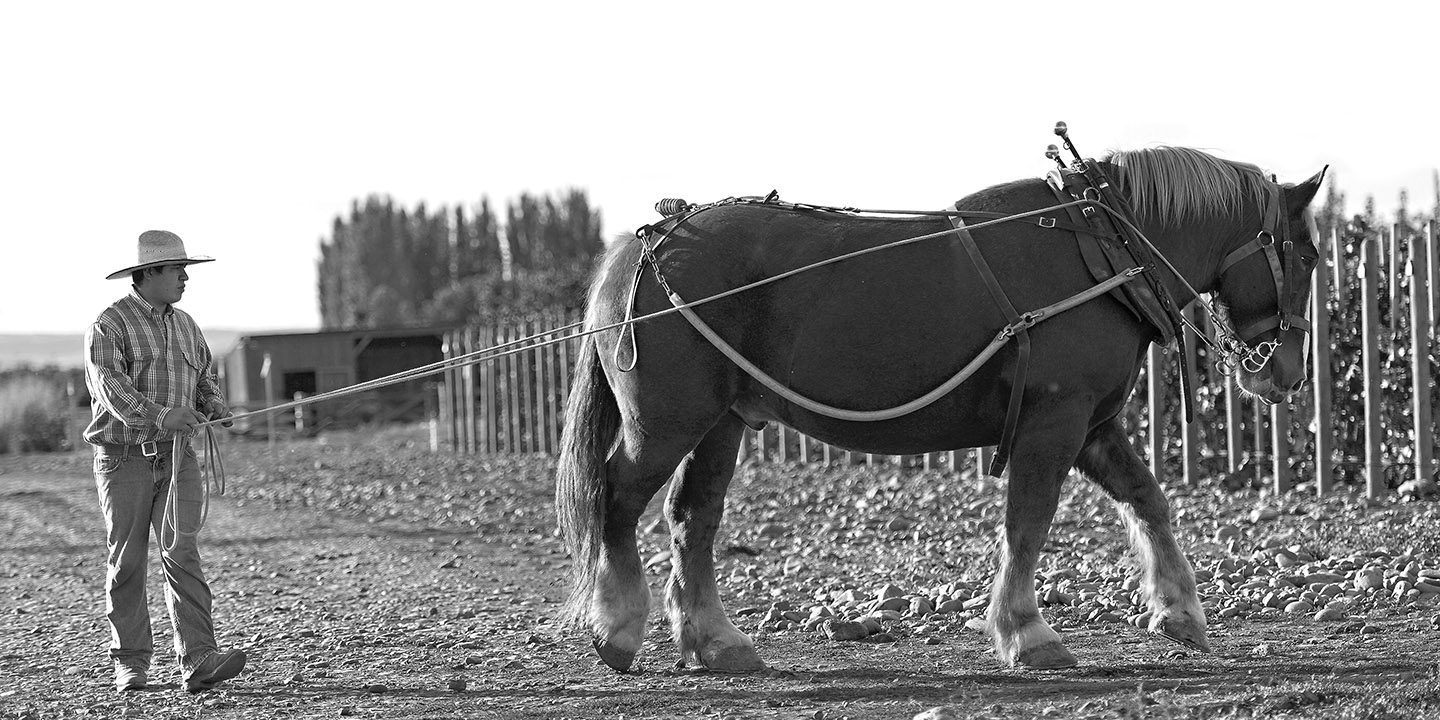 zeppo heads to the corral after a day of plowi
