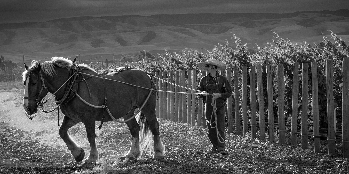 Zeppo heads to the corral after a day of plowing at Horsepower Vineyards.